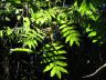 12.17.04_(26)_rainforest