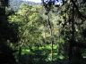 12.18.04_(01)_rainforest