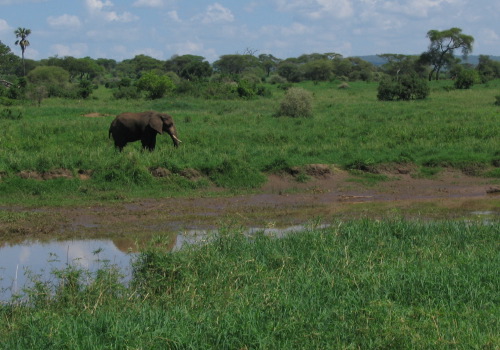 12.24.04_(07)_tarangire