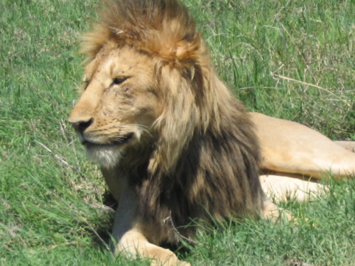 12.26.04_(25)_ngorongoro