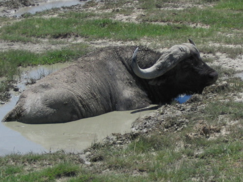 12.26.04_(29)_ngorongoro