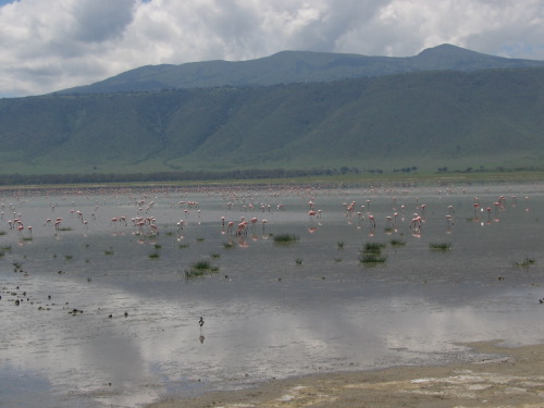12.26.04_(30)_ngorngoro