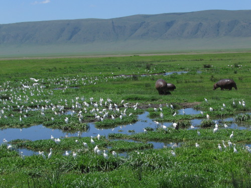 12.26.04_(37)_ngorongoro