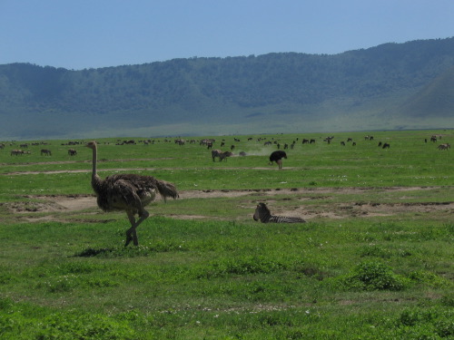12.26.04_(43)_ngorongoro