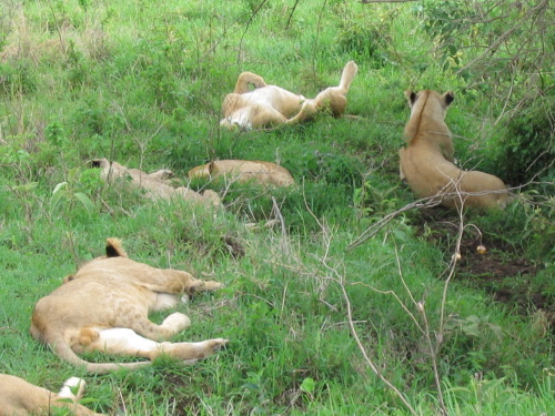 12.26.04_(49)_ngorongoro
