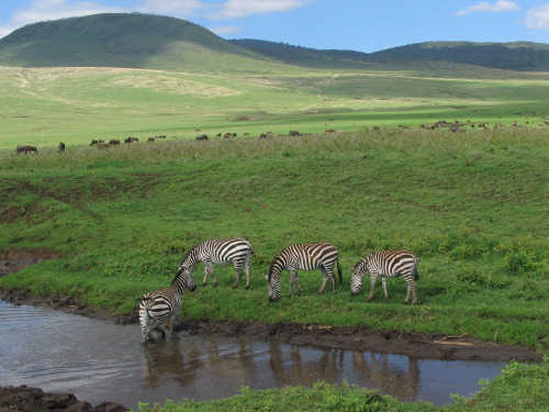 12.26.04_(52)_ngorongoro