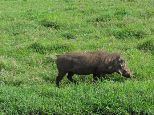 12.26.04_(58)_ngorngoro