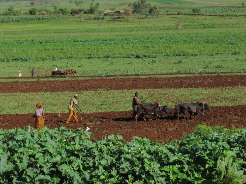12.27.04_(02)_ploughing