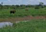 12.24.04_(07)_tarangire