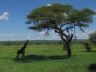 12.24.04_(08)_tarangire
