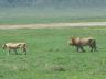 12.26.04_(22)_ngorongoro
