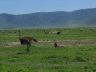 12.26.04_(43)_ngorongoro
