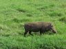 12.26.04_(58)_ngorngoro