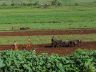 12.27.04_(02)_ploughing