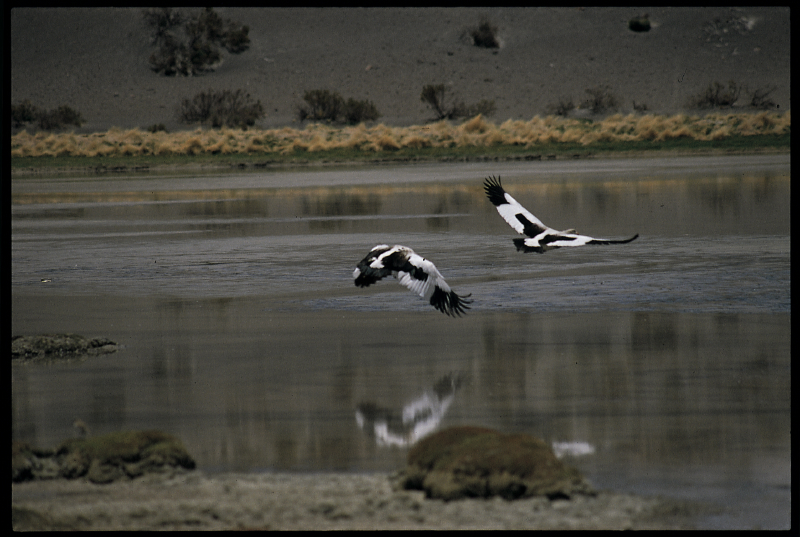 condors_-_chile_(88)